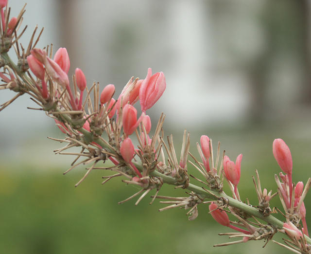 pink flowers 2 a.jpg