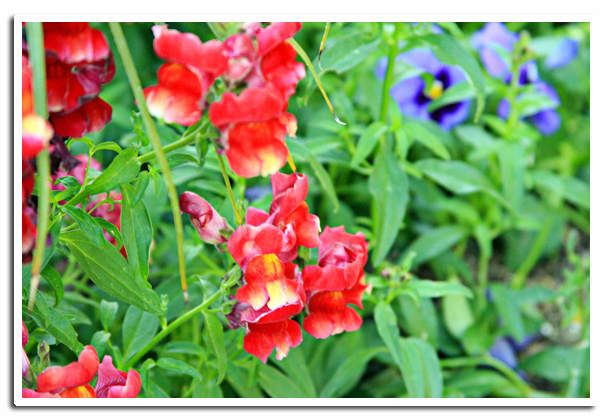 Pansies and something else...