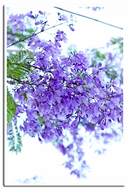 Love this "purple flower tree"