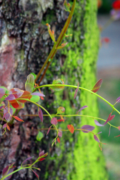 Just a mossy tree...