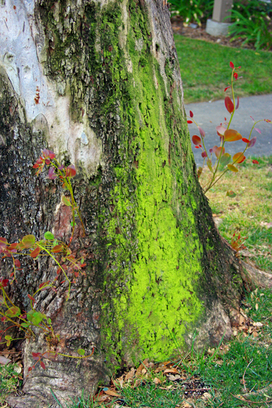 Moss & Bark :)