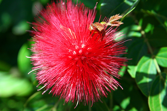 A red blowy flower!