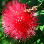 A red blowy flower!