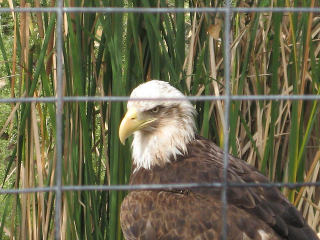 Phoenix Zoo