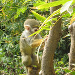 Squirrel Monkey