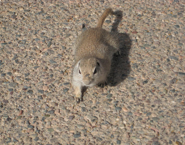 Chipmunk...a wild one