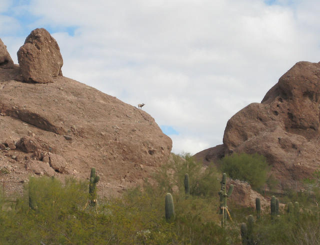 WOW! Bighorn Sheep