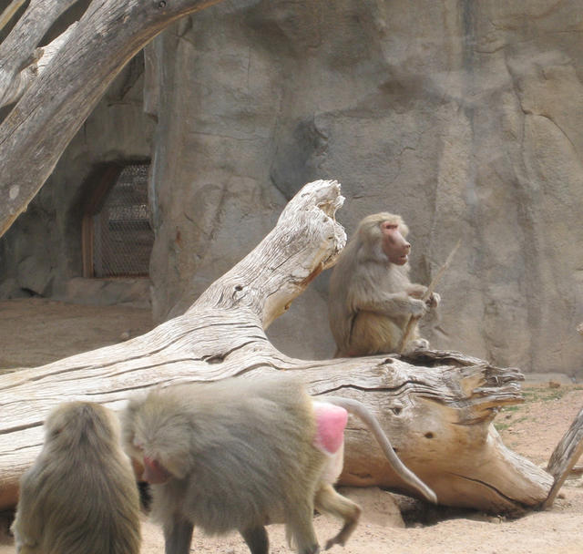 Baboon!! Playful lil' guys!