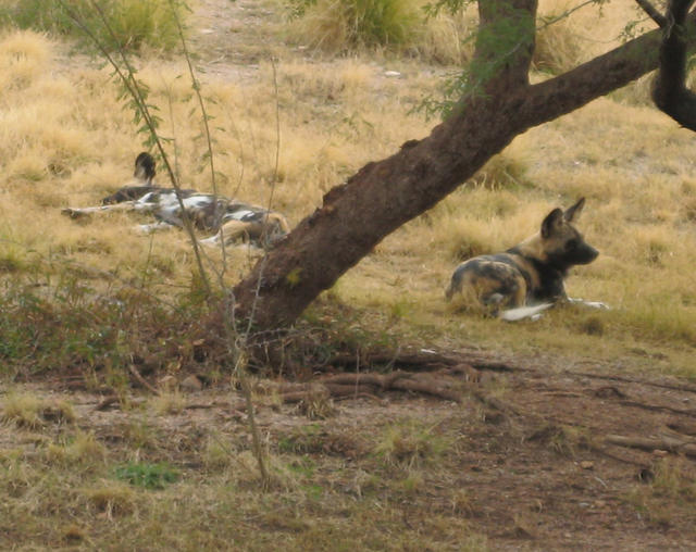 African Wild Dogs