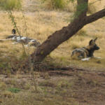 African Wild Dogs