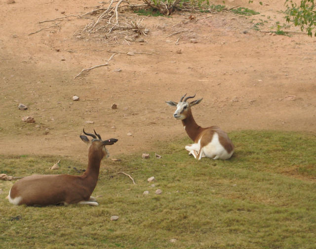 More, Mhorr's Gazelles