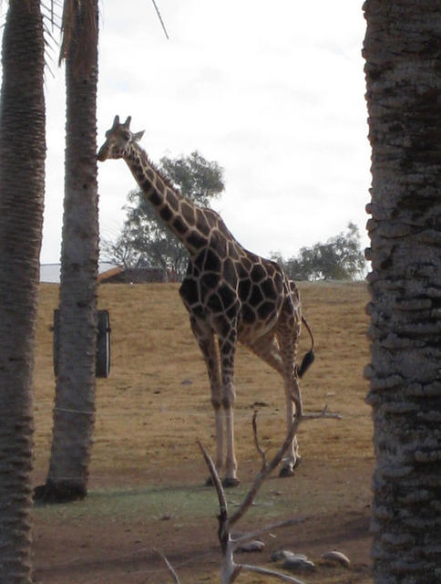 Giraffe. Big Giraffe