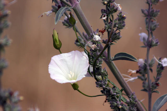 White Flower