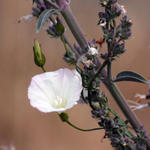 White Flower