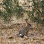 Hiking Buddy in San Dimas Canyon