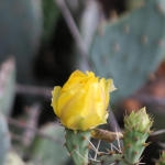 Cactus Flower