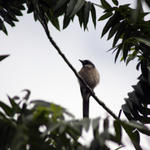 Bird in a hike (well the bird wasn't on a hike but we were!)