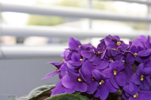 African Violet