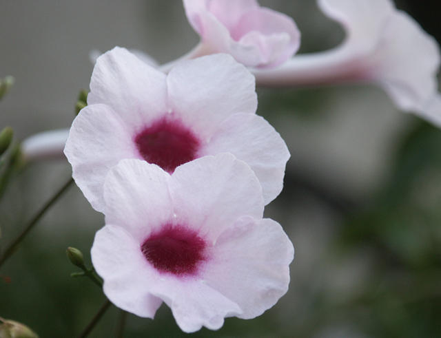 2 pink flowers a.jpg