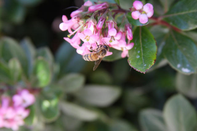 A Bee and a Flower