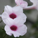 2 pink flowers a.jpg