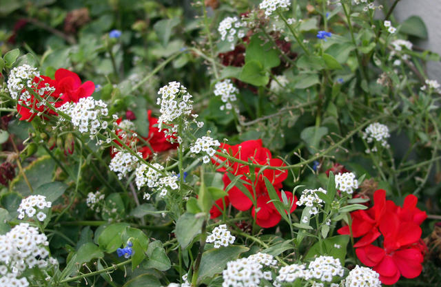 Patriotic Flowers in Ventura