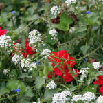 Patriotic Flowers in Ventura