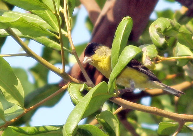 Golden Finch