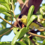 Golden Finch