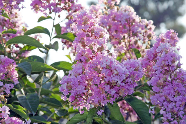 Pink, pretty flowers