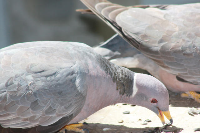 A cross between a Pigeon and Helicopter!!!